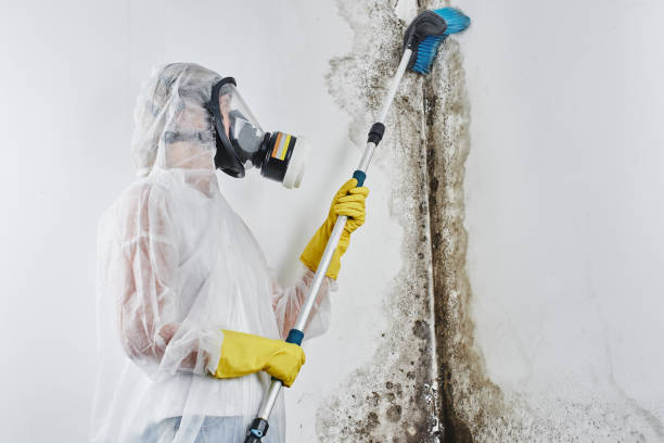 Best Office Mold Removal Services  in Payson, IL