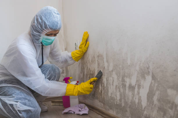 Best Crawl Space Mold Removal  in Payson, IL