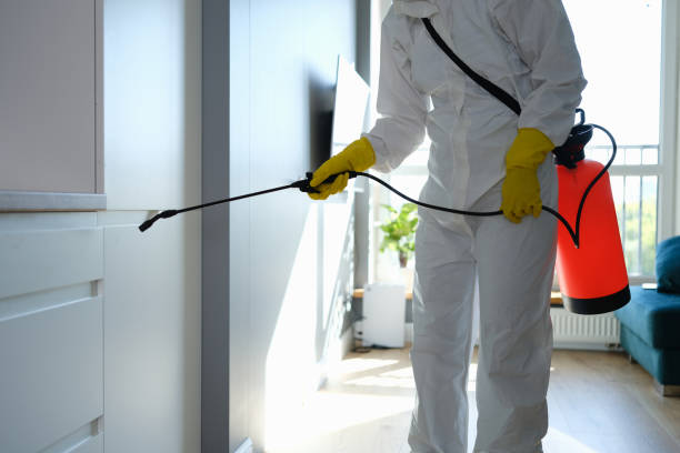 Home Mold Removal in Payson, IL