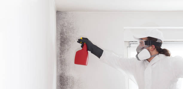 Mold Testing and Removal in Payson, IL