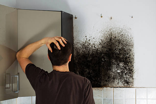Best Fast Mold Removal  in Payson, IL